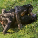 El deseo entre iguales es una herramienta maestra de la evolución